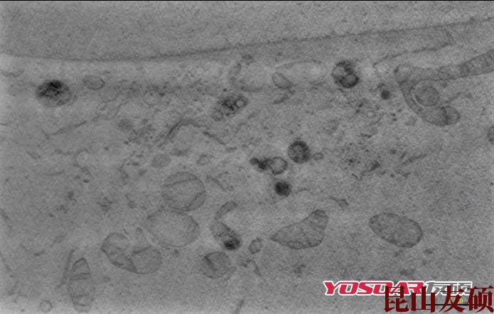 铁岭蔡司双束电镜